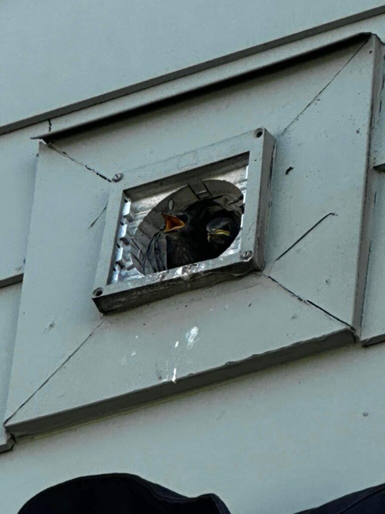 Birds nesting in dryer vent termination without a backdraft damper in Lubbock TX